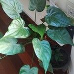 Alocasia cucullata Φύλλο