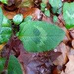 Persicaria chinensis Feuille