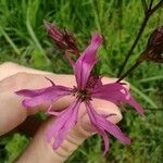 Lychnis flos-cuculiFlower