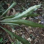 Asplenium africanum Elinympäristö