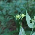 Pavonia sepium Fruit