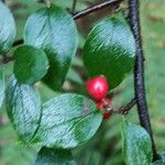 Cotoneaster divaricatus Плод