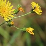 Hieracium umbellatum花