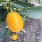 Fortunella japonica Frukt