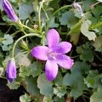 Campanula portenschlagiana অভ্যাস