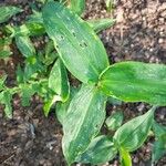 Commelina tuberosa 葉