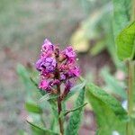 Lythrum virgatum Blüte