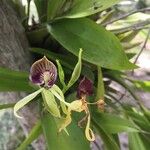 Prosthechea cochleata 花