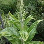 Verbascum lychnitis Habitat