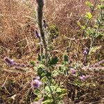 Verbena lasiostachys Yeri