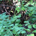 Thalictrum fendleri Habit