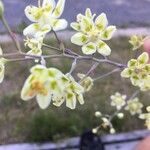 Anticlea elegans Flower