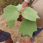 Triumfetta cordifolia Leaf
