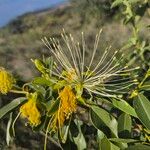 Maerua angolensis Flower