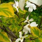 Cornus floridaЦветок