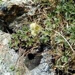 Potentilla nivalis Levél