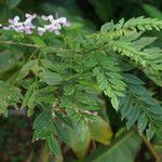 Gliricidia sepium Leaf