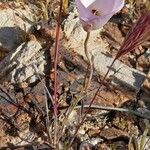 Calochortus flexuosus Blodyn