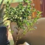 Buchozia japonica Leaf