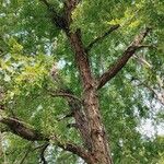 Nothofagus obliqua Corteza