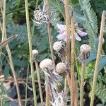 Crepis foetida फल