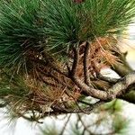 Pinus sibirica 樹皮