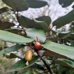 Elaeagnus pungens Fruit