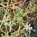 Verbena officinalisBlüte