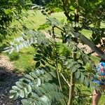 Sorbus setschwanensis