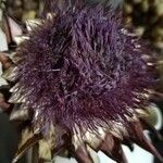 Cynara cardunculusBlomst