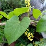 Tinospora cordifolia 葉