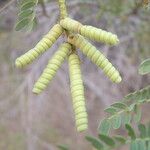 Prosopis pubescens Плод