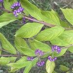 Callicarpa dichotoma Yaprak