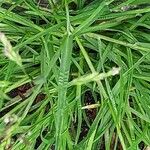 Poa annua Fruit