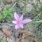 Colchicum neapolitanum Çiçek