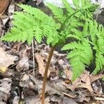 Botrychium virginianum Leaf