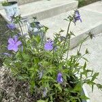 Phlox divaricata Flower