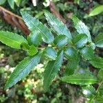 Azara lanceolata अन्य