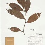 Naucleopsis ternstroemiiflora Folha