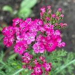 Achillea distans