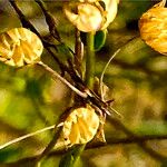 Linum lewisii Flor