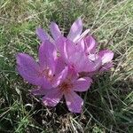 Colchicum bivonae Flower