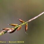 Carex pulicaris Frukt