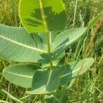 Asclepias sullivantii Blad