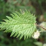 Urtica pilulifera Blatt