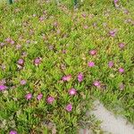 Delosperma cooperiFlor