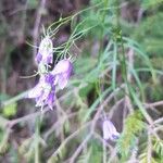 Campanula witasekiana Flower