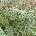 Salix rosmarinifolia Blad