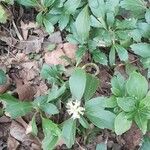 Pachysandra terminalis Habit