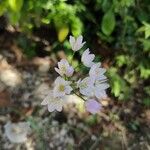 Allium massaessylum 花